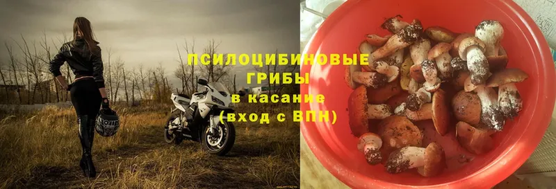 наркотики  Алатырь  Галлюциногенные грибы Psilocybe 